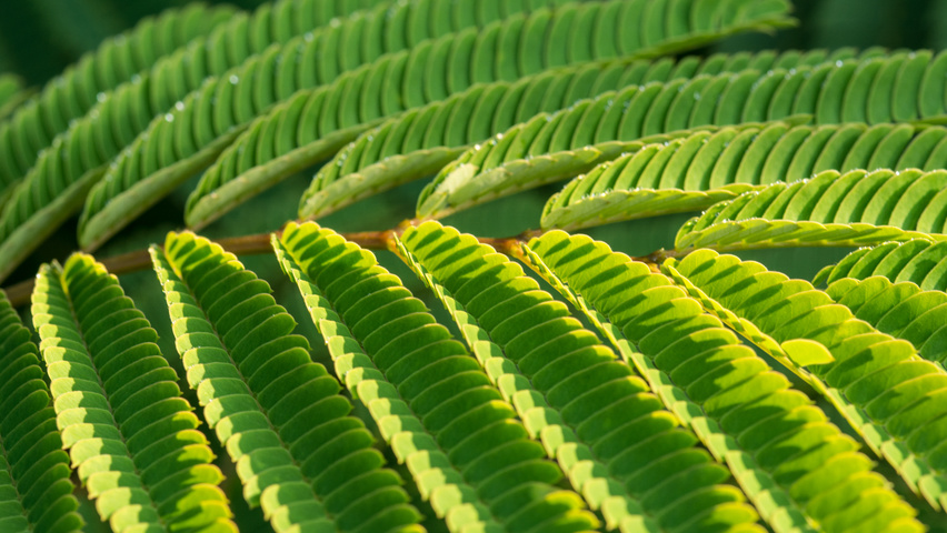 Albizia julibrissin 'Boubri' blad