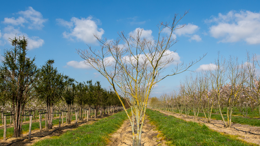 Albizia julibrissin 'Boubri' meerstammig parasol