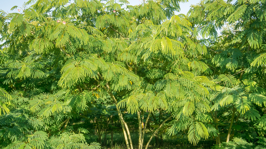 Albizia julibrissin 'Boubri' meerstammig parasol
