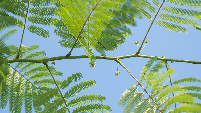 Albizia julibrissin 'Boubri' twijgen