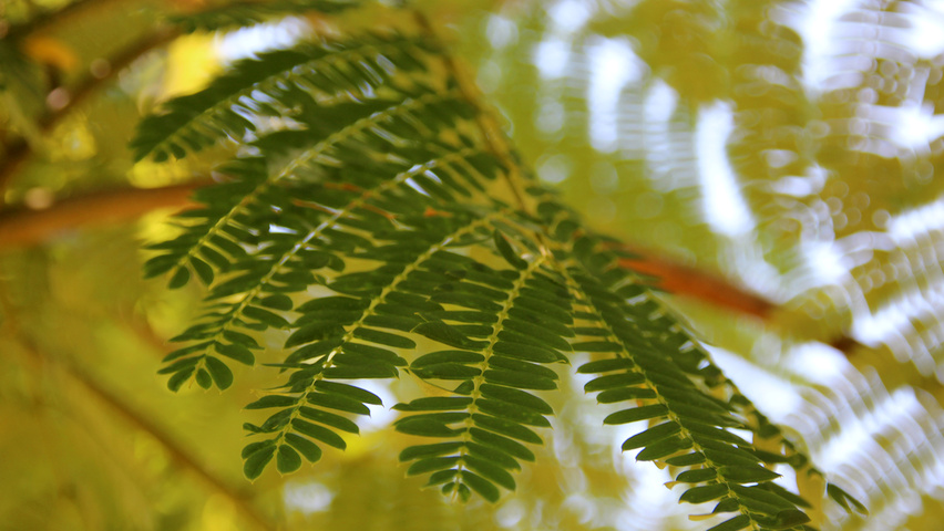 Albizia julibrissin blad