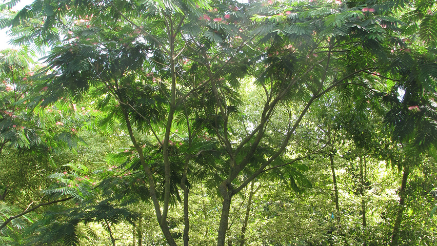 Albizia julibrissin meerstammig parasol