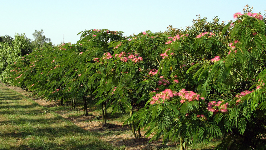 Albizia julibrissin solitair heesters