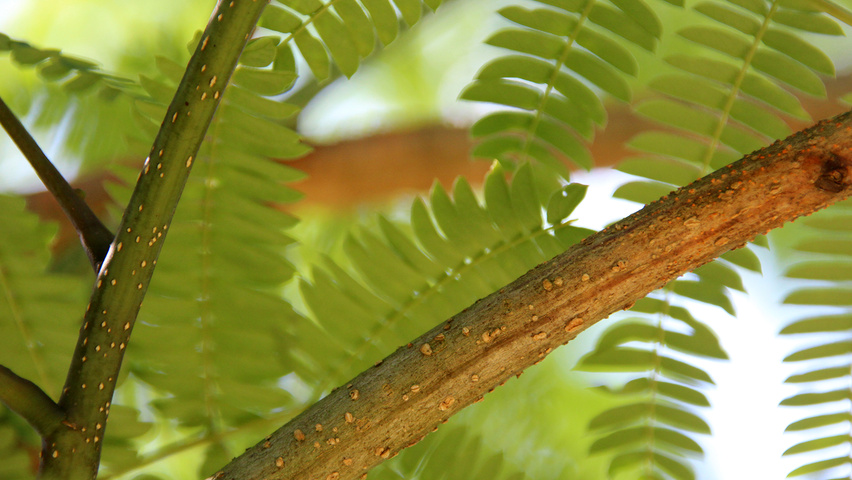 Albizia julibrissin twijgen