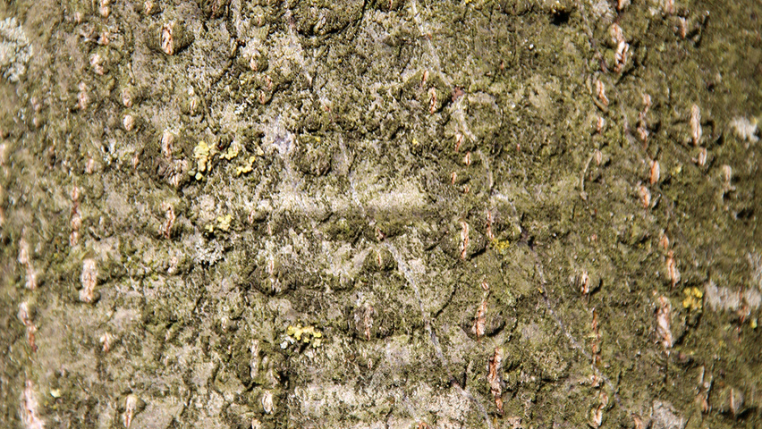 Alnus cordata кора