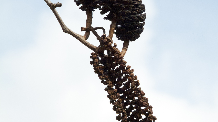 Alnus cordata цветки