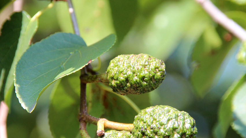 Alnus cordata плоды