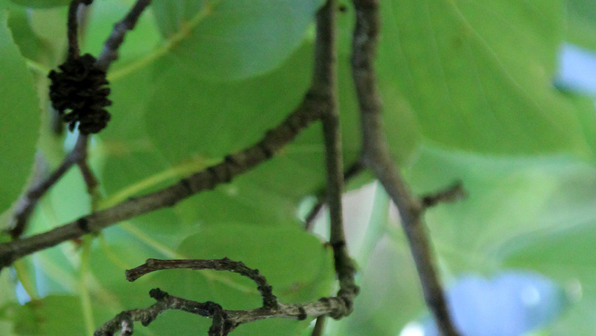 Alnus cordata плоды