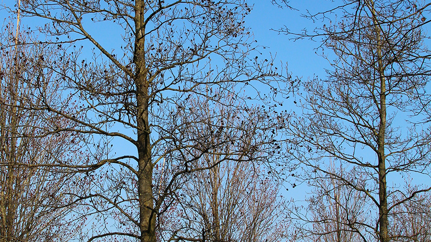 Alnus cordata Деревья с высоким стволом (стандарт)
