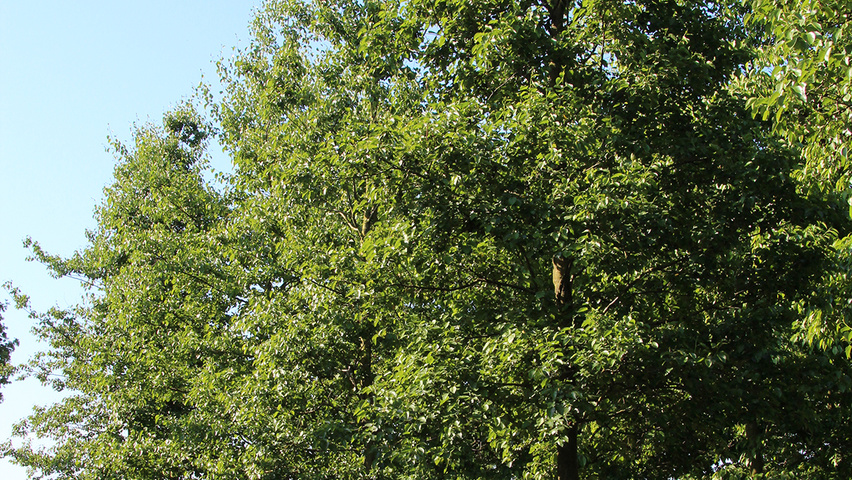 Alnus cordata Деревья с высоким стволом (стандарт)