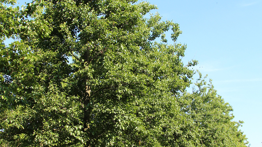Alnus cordata Деревья с высоким стволом (стандарт)