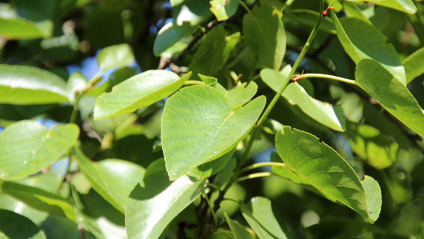 Alnus cordata листья