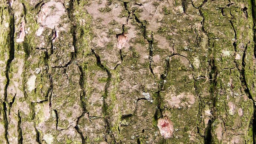 Alnus glutinosa 'Aurea' bark