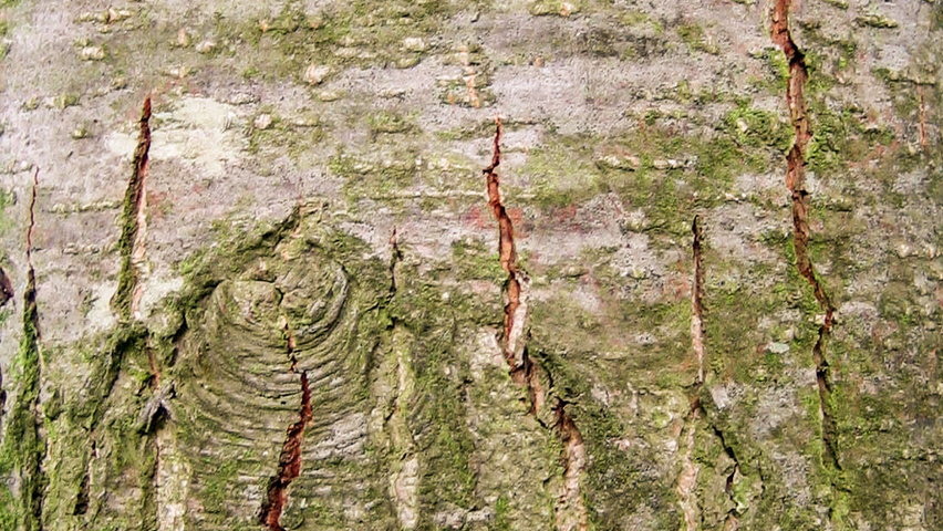 Alnus glutinosa 'Aurea' bark