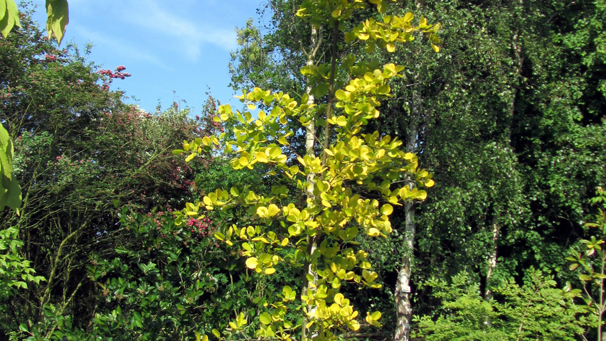 Alnus glutinosa 'Aurea' feathered