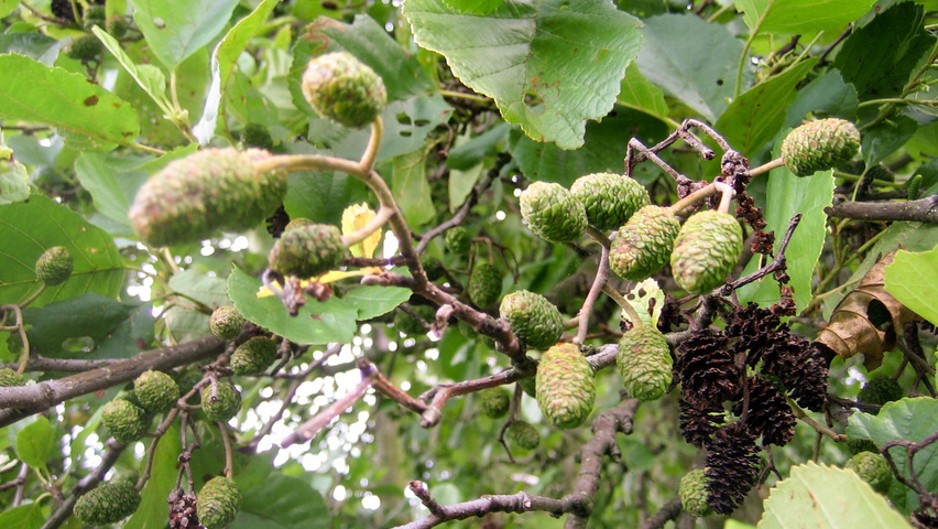 Alnus glutinosa 'Aurea' fruits
