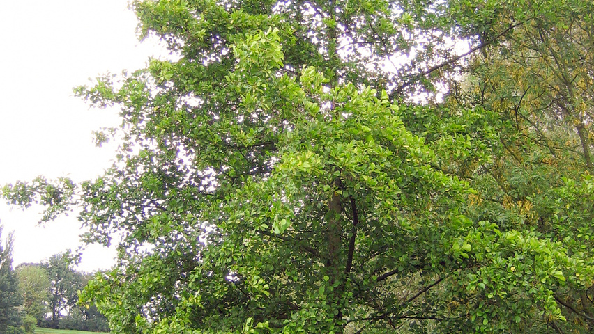 Alnus glutinosa 'Aurea' standard tree