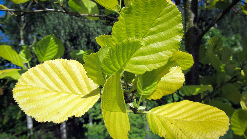 Alnus glutinosa 'Aurea' leaves