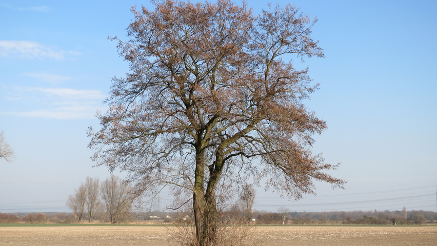 Alnus glutinosa chatakterystyczne