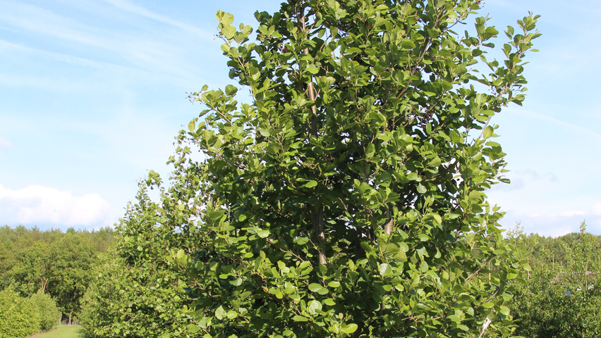 Alnus glutinosa pokrój naturalny