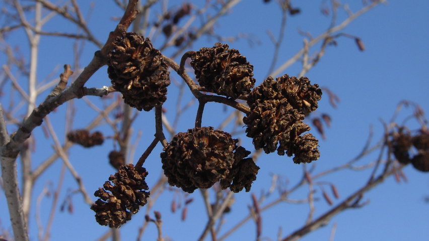 Alnus glutinosa kwiaty