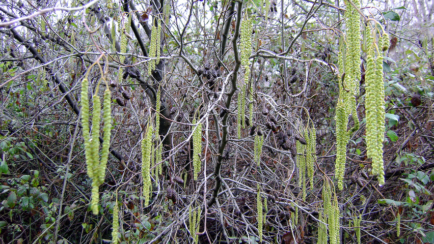 Alnus glutinosa kwiaty