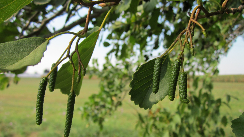 Alnus glutinosa kwiaty