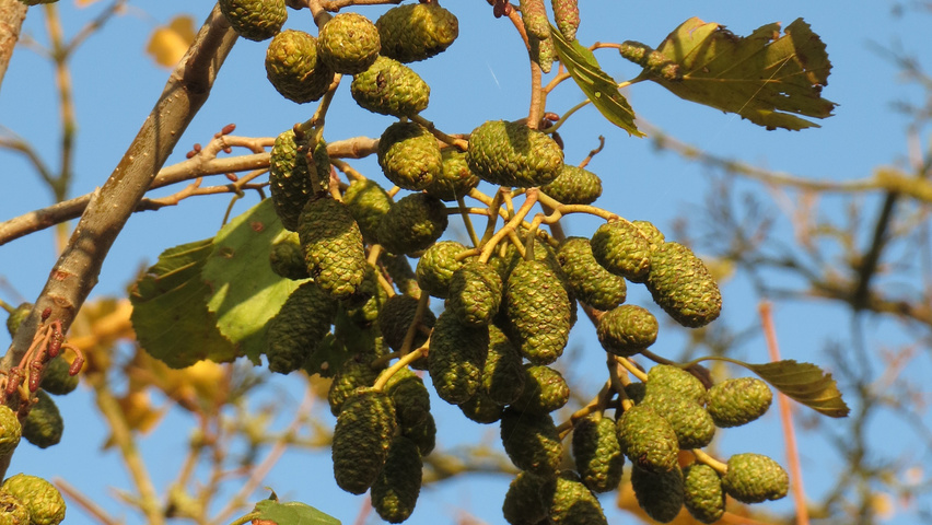 Alnus glutinosa kwiaty