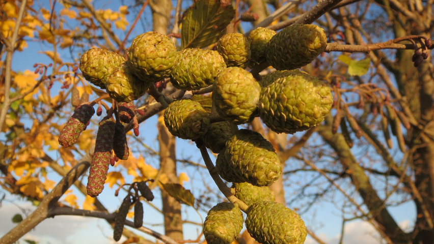 Alnus glutinosa kwiaty