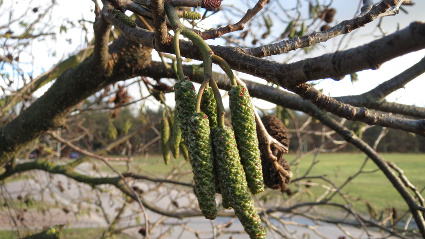 Alnus glutinosa kwiaty