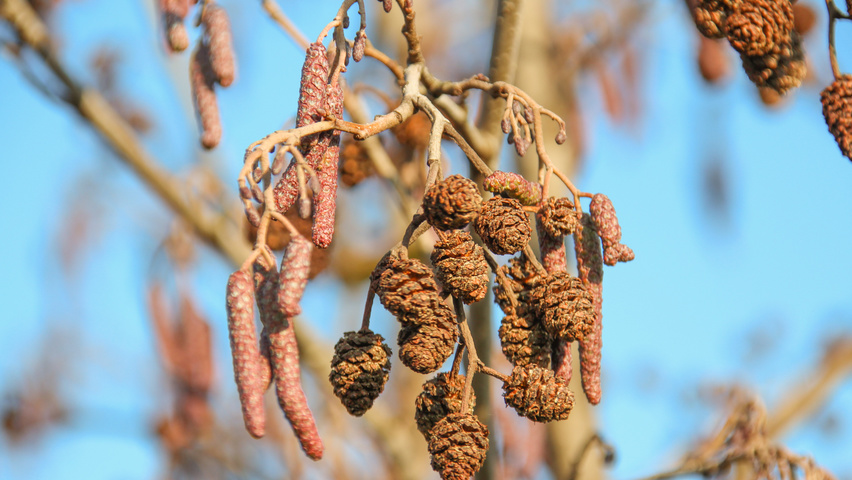 Alnus glutinosa kwiaty