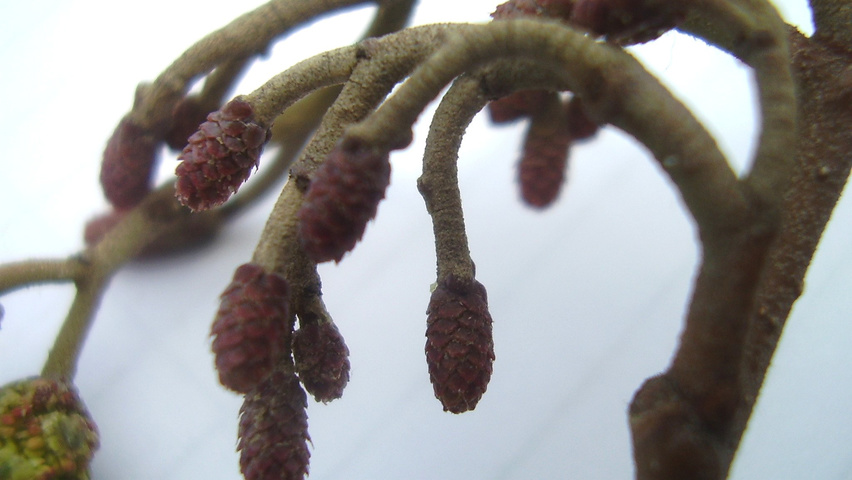 Alnus glutinosa kwiaty