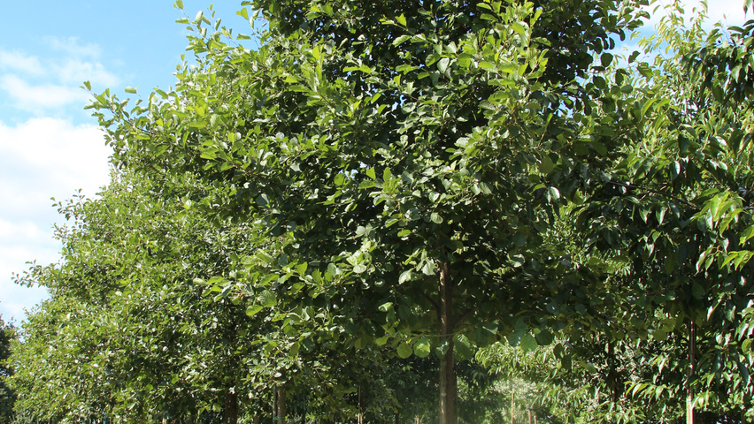 Alnus glutinosa pienne