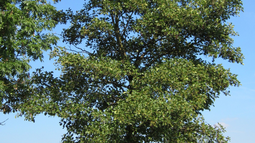 Alnus glutinosa pienne