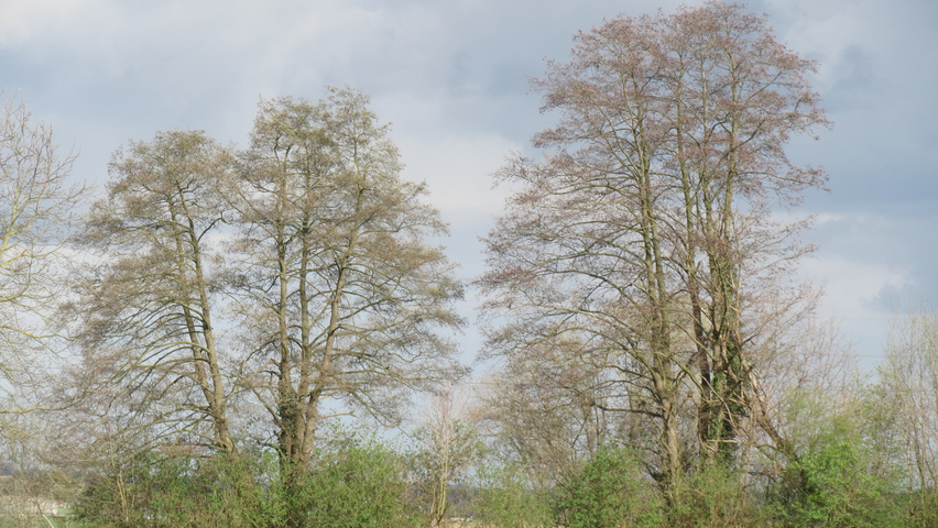 Alnus glutinosa pienne