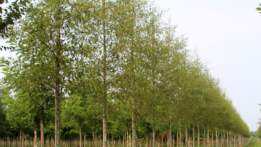 Alnus glutinosa 'Imperialis' standard tree