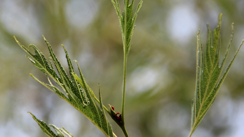 Alnus glutinosa 'Imperialis' leaves