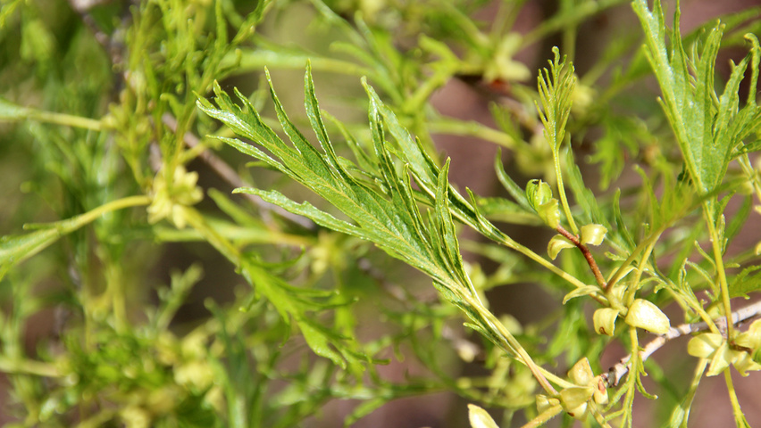 Alnus glutinosa 'Imperialis' leaves