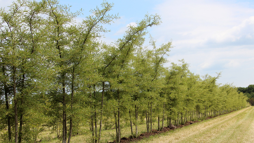 Alnus glutinosa 'Imperialis' multi-stem