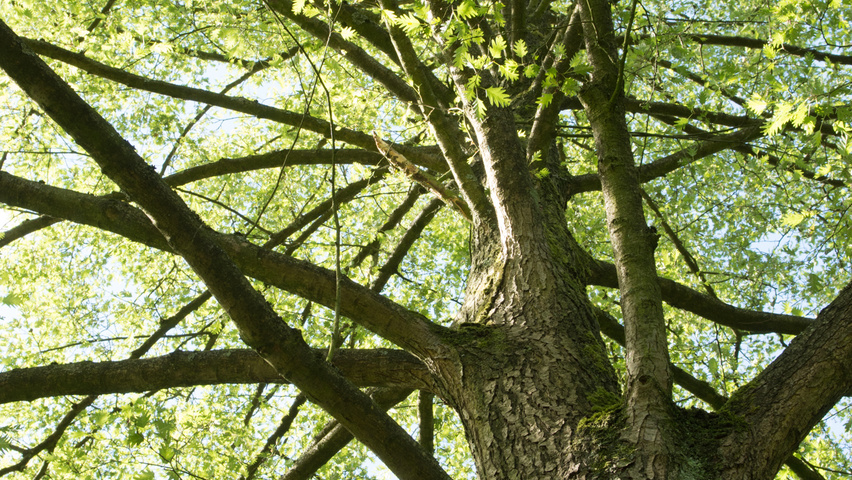 Alnus glutinosa 'Laciniata' Rinden