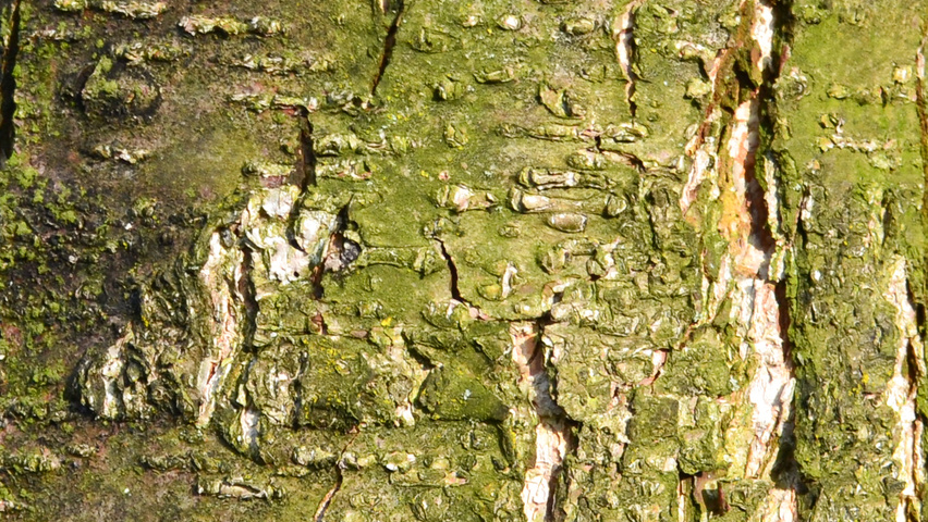 Alnus glutinosa 'Laciniata' Rinden