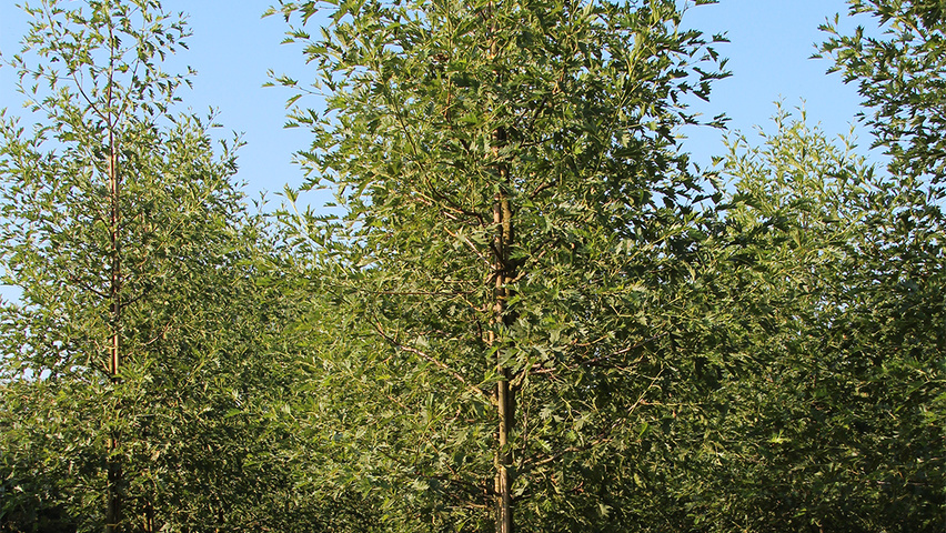 Alnus glutinosa 'Laciniata' hochstämmig