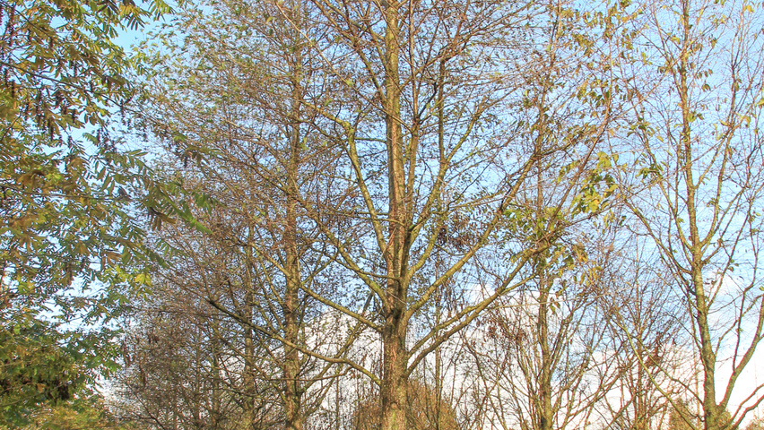 Alnus glutinosa 'Laciniata' hochstämmig