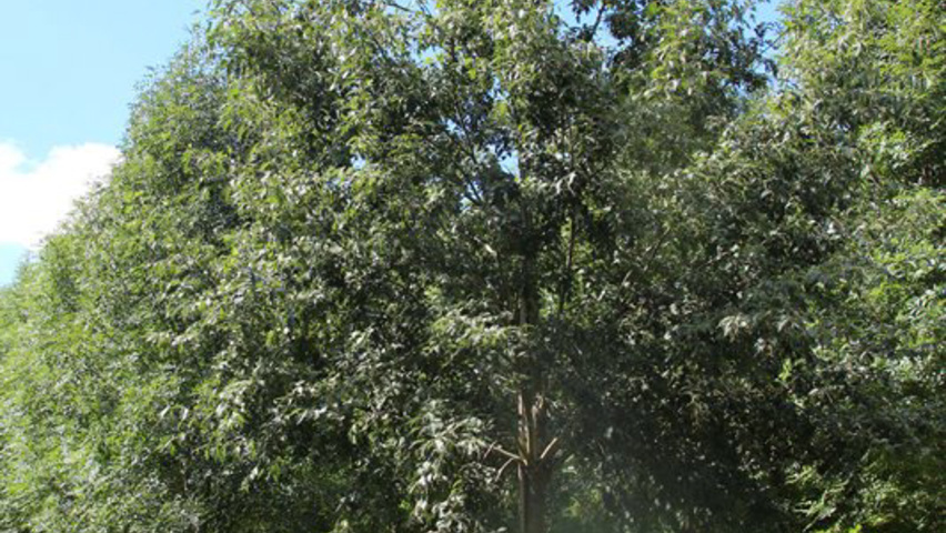 Alnus glutinosa 'Laciniata' hochstämmig