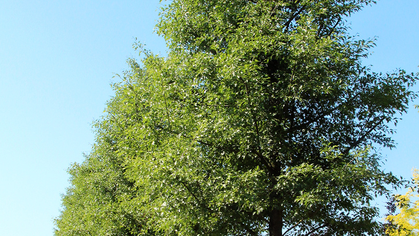 Alnus glutinosa 'Laciniata' hochstämmig