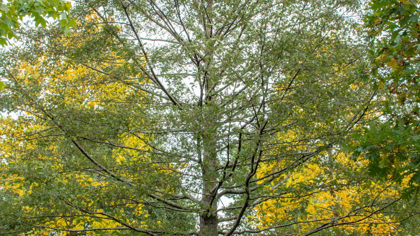 Alnus glutinosa 'Laciniata' hochstämmig