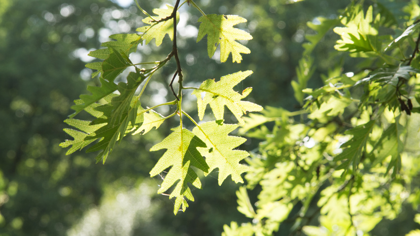 Alnus glutinosa 'Laciniata' Blatt