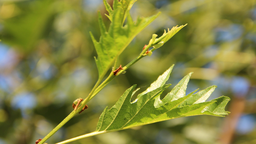 Alnus glutinosa 'Laciniata' Blatt
