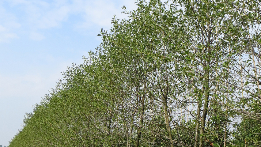 Alnus glutinosa 'Laciniata' mehrstämmige