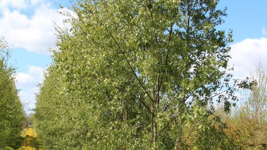 Alnus glutinosa 'Laciniata' mehrstämmige